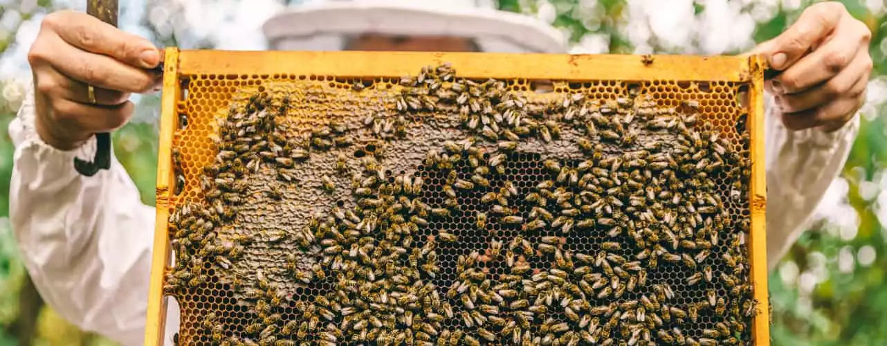 Honey Bee farmer holding a bee farm.