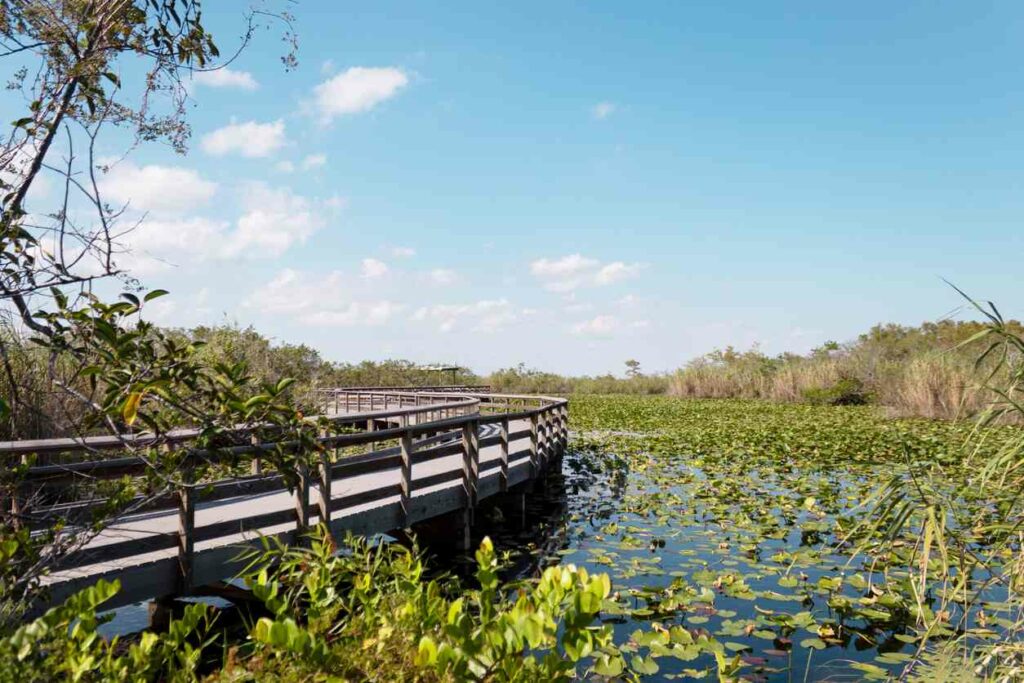 Summer landscape at the Everglades National Park in Florida. 