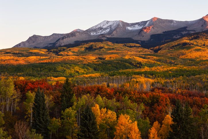 Autumnal Aspen trees at sunset in the snowcapped West Elk Mountains near Crested Butte, CO. 