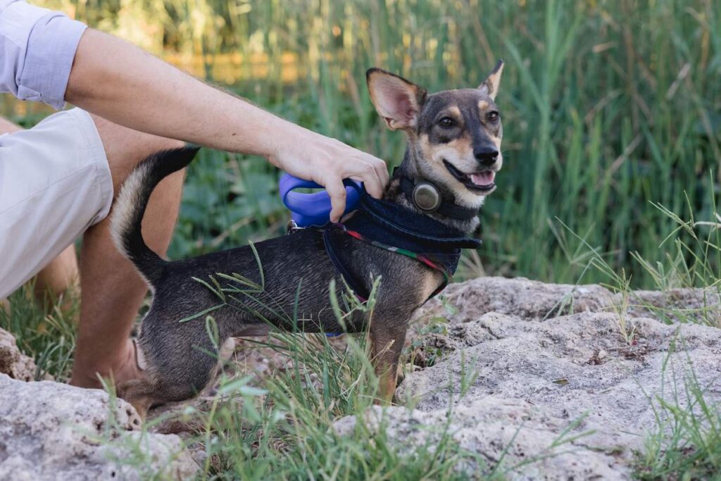 A small dog is being prepped for hiking. 